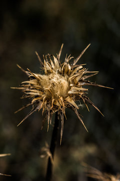 A dying thristle