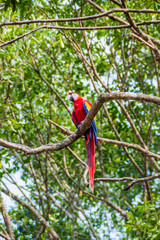 Scarlet macaw (Ara macao), national bird of Hinduras, sits at the tree in the archaeological park Copan, Honduras