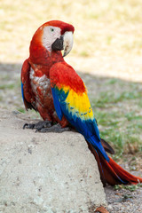 Scarlet macaw (Ara macao), national bird of Honduras, sits at ruin in the archaeological park Copan, Honduras