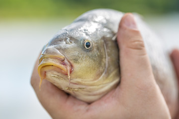 Live carp in fisherman hands. Fishing concept