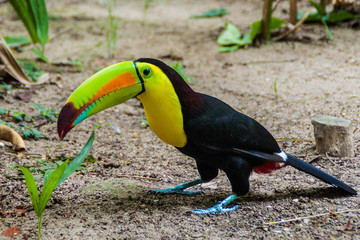 Keel-billed toucan (Ramphastos sulfuratus)