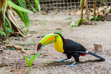 Keel-billed toucan (Ramphastos sulfuratus)