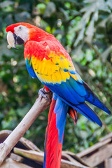 Scarlet macaw (Ara macao), national bird of Hinduras, in Copan Ruinas, Honduras