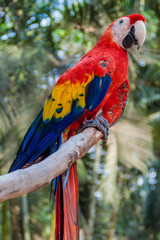 Scarlet macaw (Ara macao), national bird of Hinduras, in Copan Ruinas, Honduras