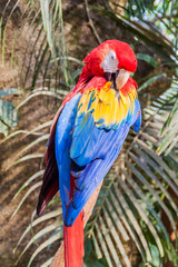 Scarlet macaw (Ara macao), national bird of Hinduras, in Copan Ruinas, Honduras