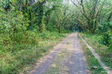 Fototapeta na wymiar Trail through a forest in central Honduras