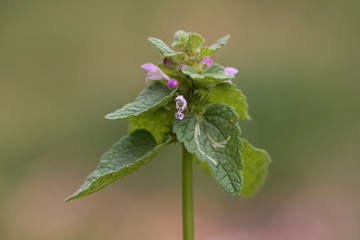 Red dead-nettle (Lamium purpureum) plant in flower. A plant with dark red flowers, also known as purple archangle and purple deadnettle, in the family Lamiaceae