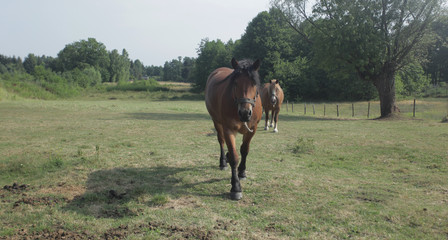 dwa brązowe konie na pastwisku