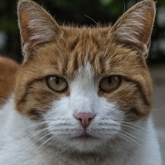 The look of a killer