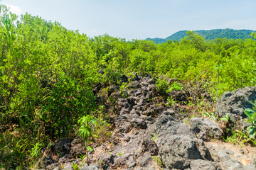 Fototapeta na wymiar Lava field in National Park Arenal, Costa Rica