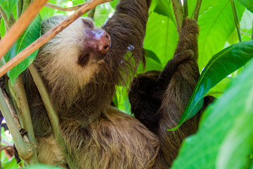 Fototapeta premium Two-toed sloth with an offspring in a forest near La Fortuna village, Costa Rica