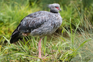 Southern screamer (Chauna torquata). Large South American bird, aka crested screamer, in the family Anhimidae, found in tropical wetlands