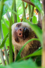 Two-toed sloth in a forest near La Fortuna village, Costa Rica © Matyas Rehak