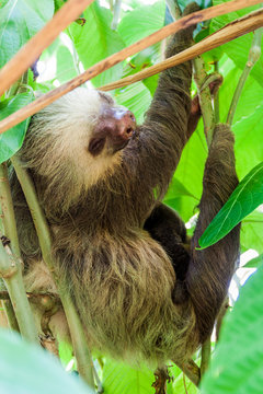 Two-toed sloth in a forest near La Fortuna village, Costa Rica