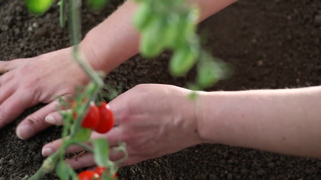 Hands work The soil of cherry tomatoes cure the vegetable garden