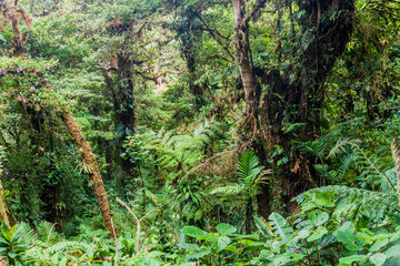 Cloud forest of Reserva Biologica Bosque Nuboso Monteverde, Costa Rica