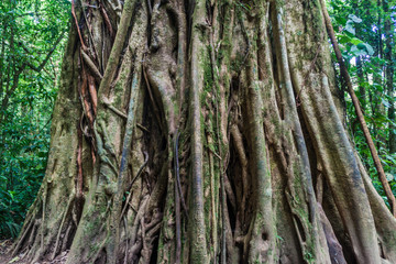 Tree in a cloud forest of Reserva Biologica Bosque Nuboso Monteverde, Costa Rica