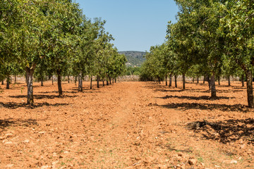 Fototapeta na wymiar Olivenbäume