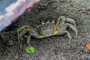 Crab in Tortuguero National Park, Costa Rica