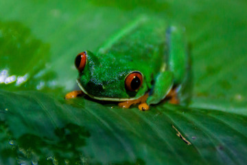 Red-eyed tree frog (Agalychnis callidryas) in a forest near Tortuguero, Costa Rica