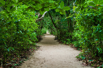 Fototapeta na wymiar Hiking trail in Cahuita National Park, Costa Rica