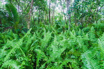 Jungle in Cahuita National Park, Costa Rica