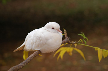 white bird on a tree branch