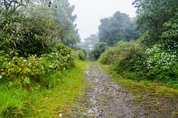 Hiking trail Sendero Los Quetzales in National Park Volcan Baru during rainy season, Panama.