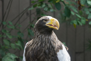 Sarcastic Eagle