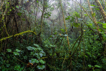 Cloud forest in National Park Volcan Baru, Panama.
