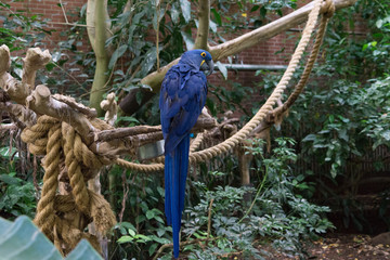 Blue macaw