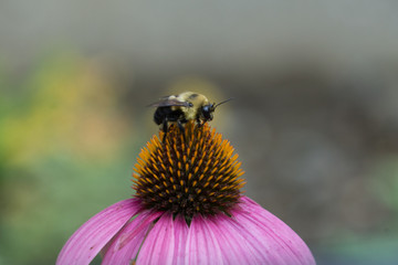 Pollinating Bees 
