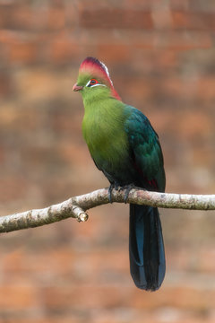 Fischer's turaco (Tauraco fischeri) perching on branch. Bird in the family Musophagidae from tropical East Africa, aka Kulukulu