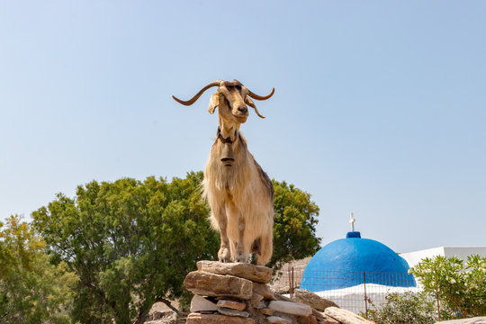 Greek Goat at Marathi IMG_8478