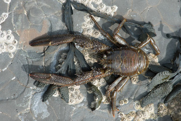 Common Squat Lobster (Galathea squamifera)/Common Squat Lobster on seaweed and barnacle covered rock