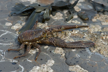 Common Squat Lobster (Galathea squamifera)/Common Squat Lobster on seaweed and barnacle covered rock