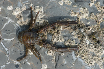 Common Squat Lobster (Galathea squamifera)/Common Squat Lobster on seaweed and barnacle covered rock