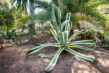 Agave