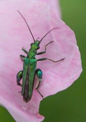 Thick-Kneed Beetle