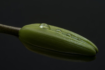 Lily Bud Pod with Water Drops
