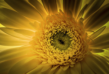 Yellow Gerber Daisy macro