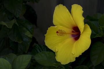 Yellow Hibiscus