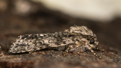 Fototapeta na wymiar Poplar grey moth (Acronicta megacephala) at rest in profile. British moth in the family Noctuidae well camouflaged against background