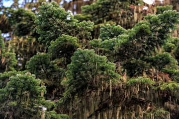 Fototapeta na wymiar Caucasus Mountain fir tree mossy conifer branches closu up