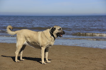 dog on the beach, kangal