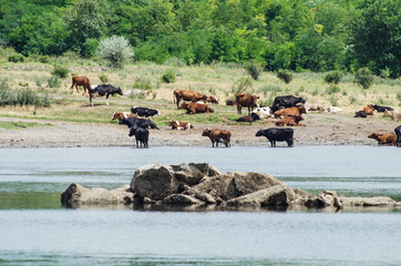 Herd of cows on the shore of the pond