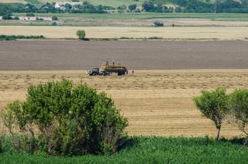 Fototapeta premium Harvesting in the fields