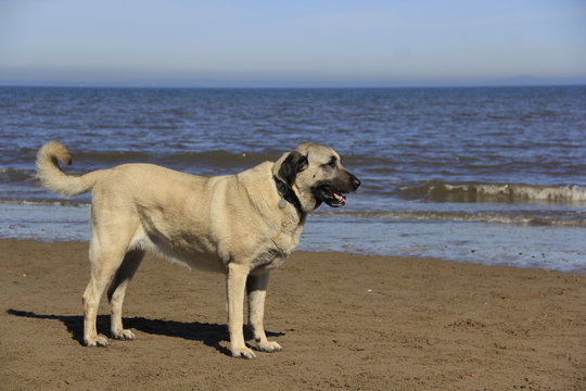 dog on the beach, kangal