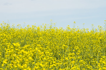 Canola Field 