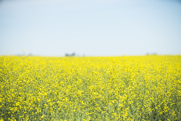 Canola Field 